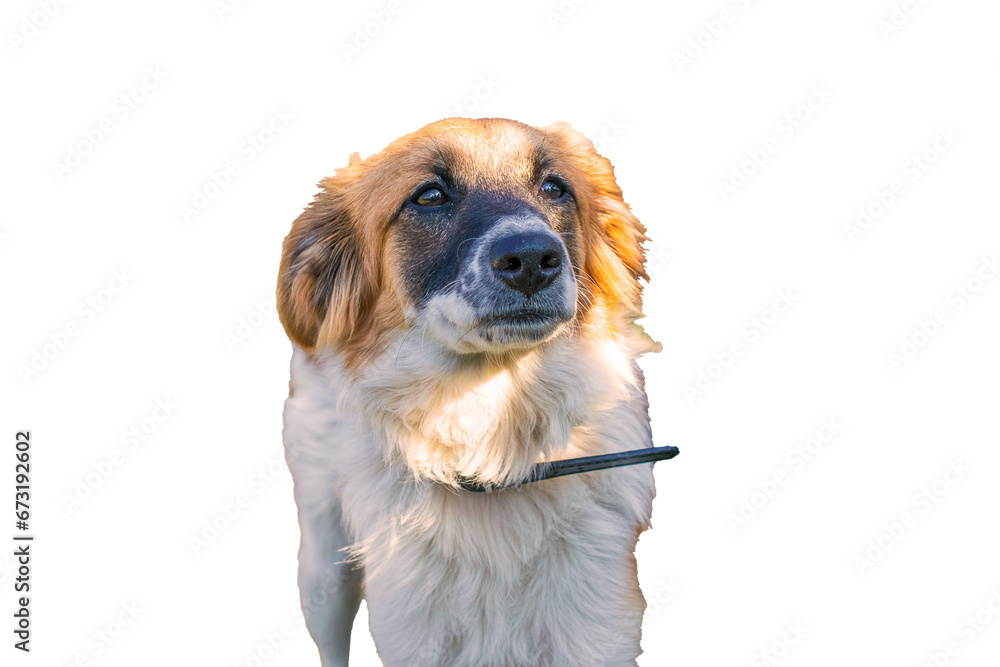 white and brown dog on white isolated background