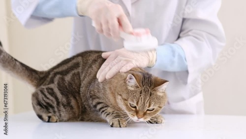 Veterenar brushes the cat's fur with a scratcher in vet clinick. photo