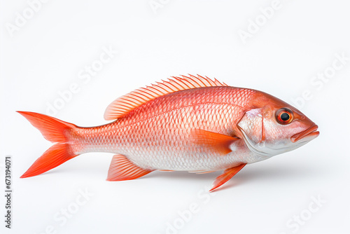Redfish Isolated On White, Fish On White Background, Fish