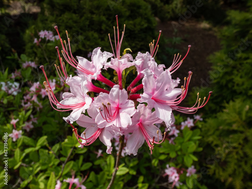 Close-up of the Pink azalea or pinxter flower (Rhododendron periclymenoides) flowering with showy pink flowers in the spring
