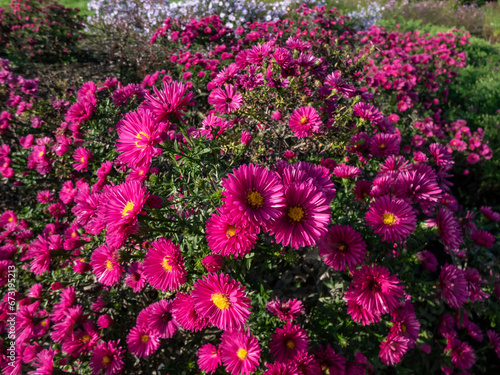 Close-up of the Michaelmas daisy (Aster dumosus) 'Jenny' flowering with purple-red, semi-double daisy-like flower