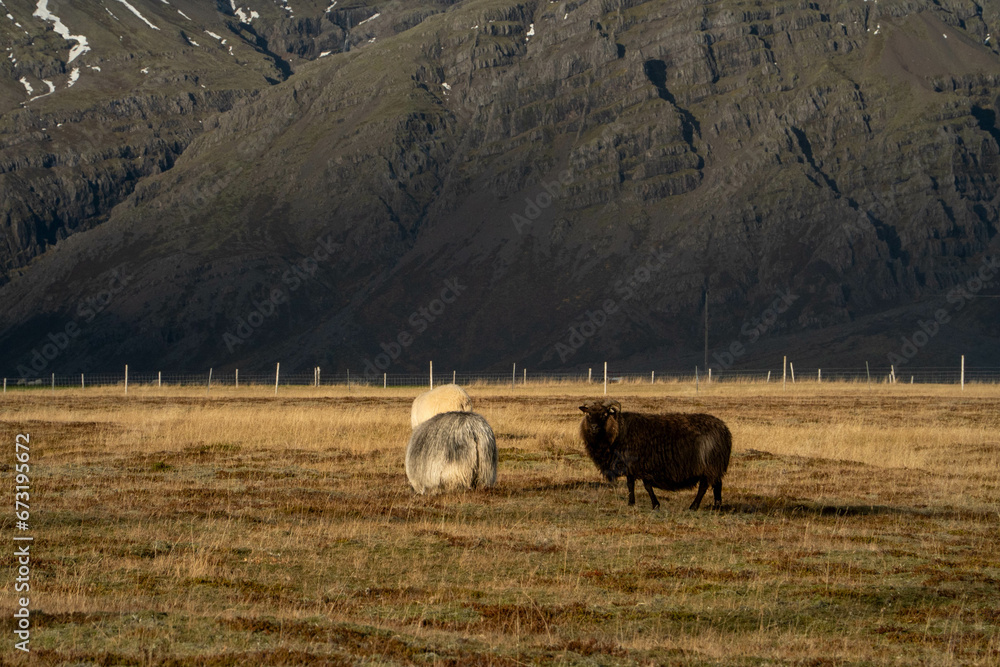 Obraz premium Obejas Islandia 1