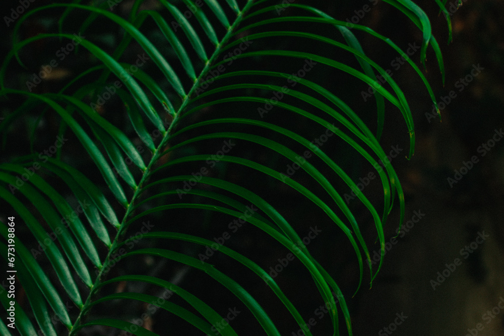 Green tropical leaves on dark black background. Palm leaf branch. Abstract texture natural wallpaper. Jungles plants and trees growing outdoors. Deep forest, wood, woods in a darkness. Green tropical leaves on dark black background. Palm leaf branch. Abstract texture natural wallpaper. Jungles plants and trees growing outdoors. Deep forest, wood, woods in a darkness.