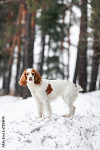 Fototapeta Naklejka Na Ścianę i Meble -  Spaniel dog in snow