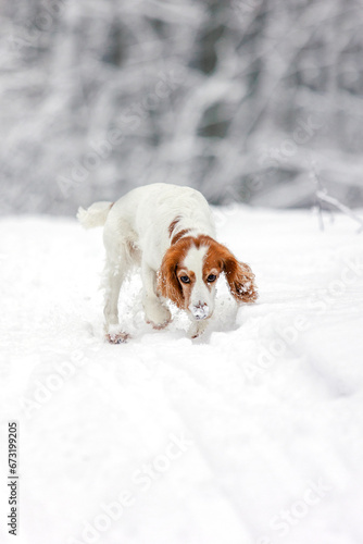 Fototapeta Naklejka Na Ścianę i Meble -  Spaniel dog in snow