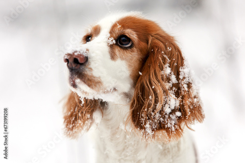 Obraz na płótnie Spaniel dog in snow