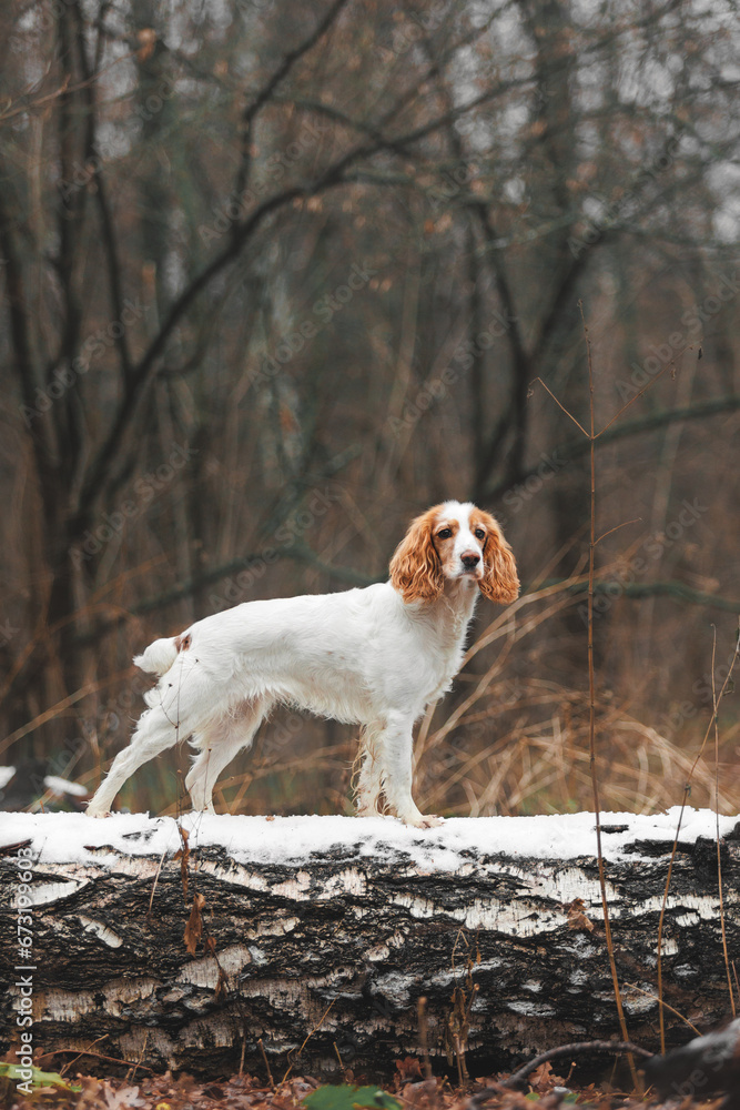 Spaniel dog in the forest