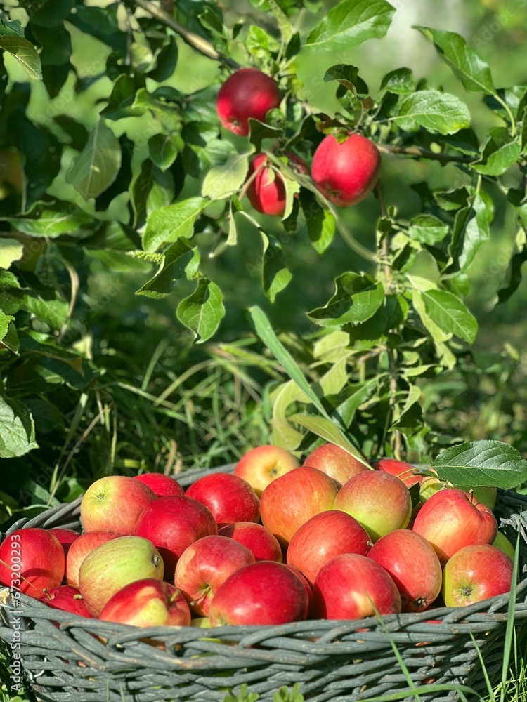 Basket of apples in fruit garden.