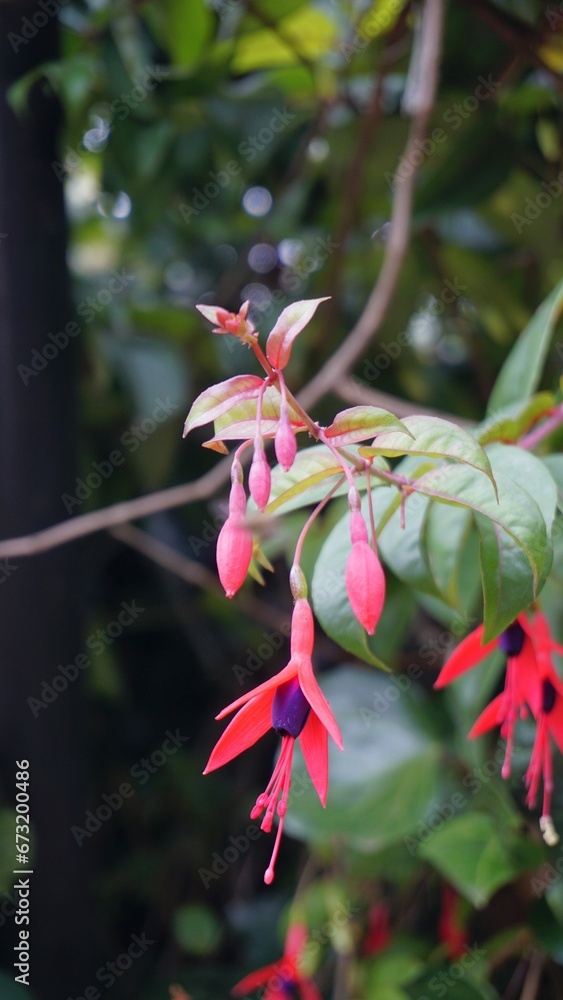Closeup of flowers of Fuchsia magellanica also known as Hummingbird Fuchsia, Dollar Princess etc Closeup of flowers of Fuchsia magellanica also known as Hummingbird Fuchsia, Dollar Princess etc