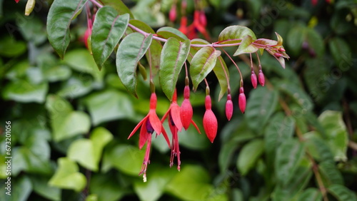 Canvastavla Closeup of flowers of Fuchsia magellanica also known as Hummingbird Fuchsia, Dol