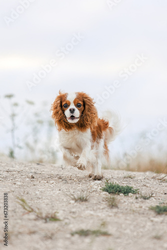 cavalier king charles spaniel dog © Aleksandra
