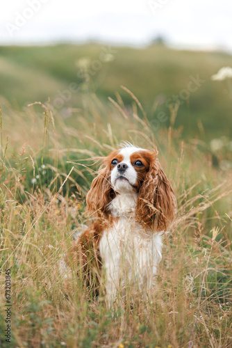 Naklejka cavalier king charles spaniel dog