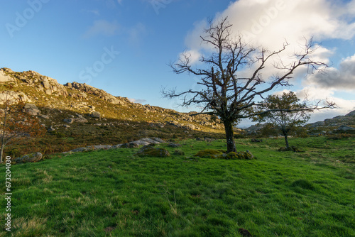 Meadow with naked tree on top of mountain landscape at Cabana Meda de Rocalva  Peneda-Geres National Park  Vilar da Veiga  Portugal