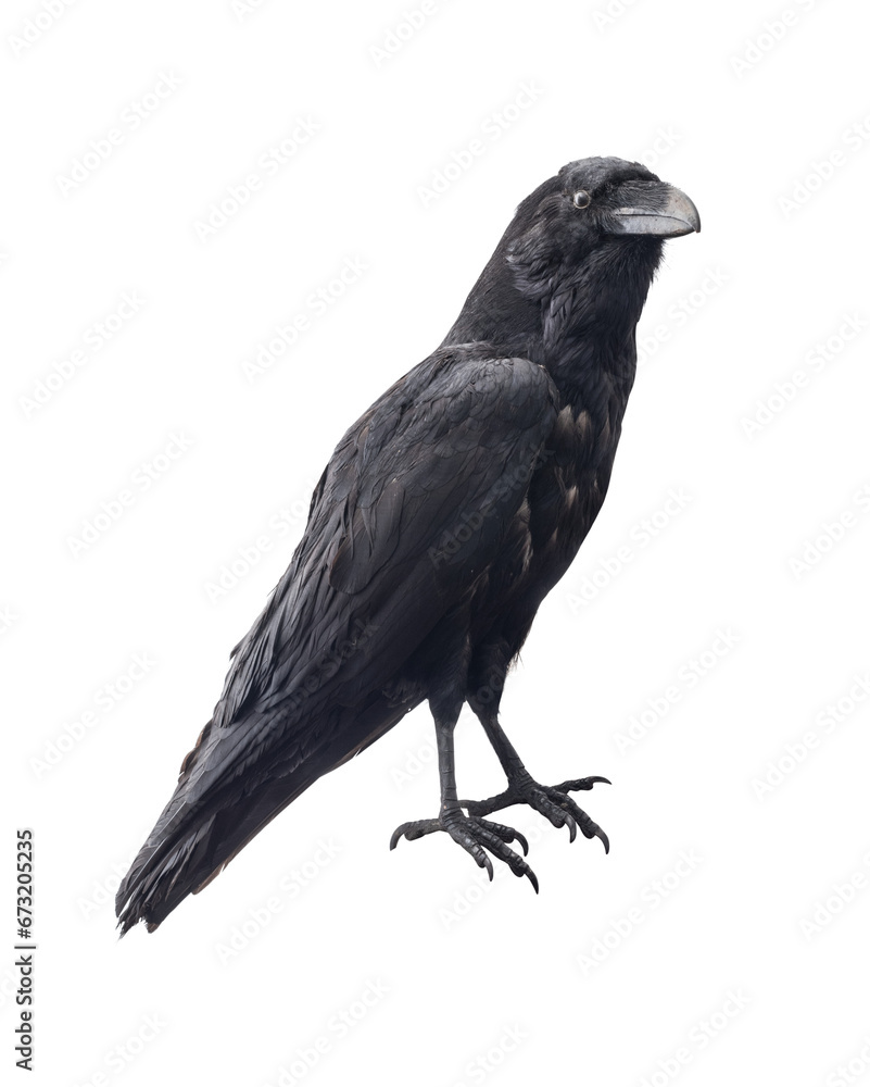 Obraz premium Black raven