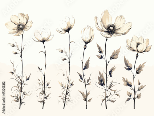 Drawing of Flower growing stages illustration separated, sweeping overdrawn lines.