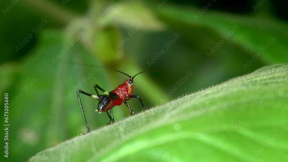 Conocephalus melas Tiny bright red cricket On green leaves in the forest in 4K macro video in natural light Conocephalus melas Tiny bright red cricket On green leaves in the forest in 4K macro video in natural light