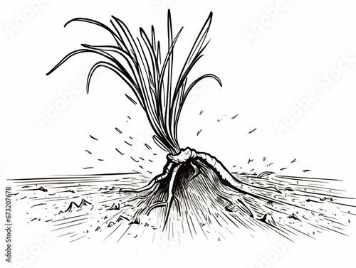 Drawing of Illustration of isolated seeding on white background illustration separated, sweeping overdrawn lines.