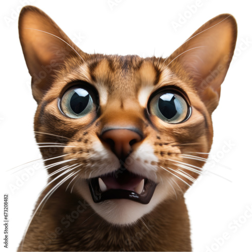 Abyssinian cat portrait isolated on a transparent background png