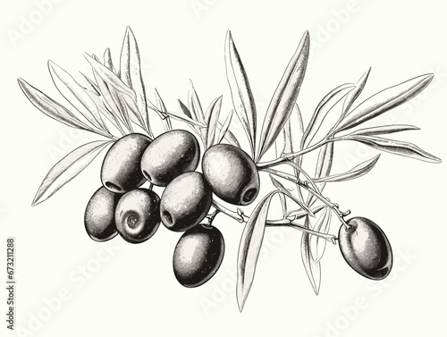 Drawing of Olive brunch in engraving style element illustration separated, sweeping overdrawn lines.