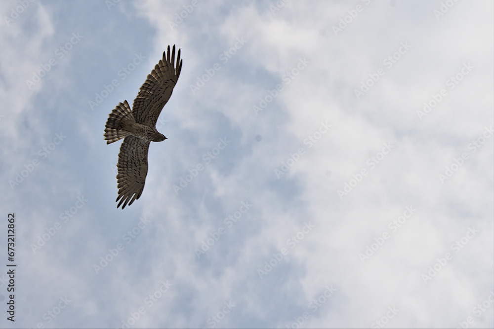 short toed snake eagle in flight with wide open wings short toed snake eagle in flight with wide open wings