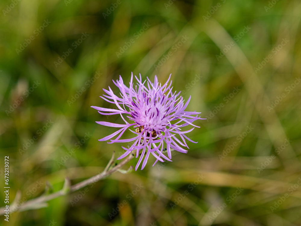Am Straßenrand angetroffen, eine Kornblume Am Straßenrand angetroffen, eine Kornblume