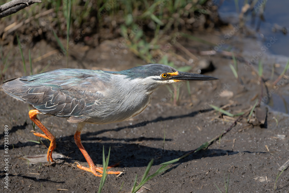 Fototapeta premium A Green-backed Heron stalking through the mud along the water's edge, Kruger Park.
