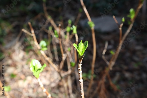 芽吹き