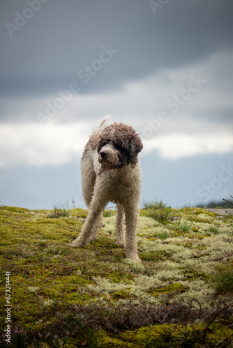 Dog in Moss