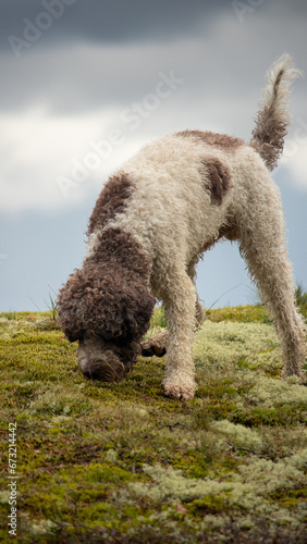Island Dog