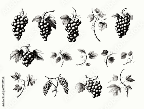 Drawing of Set of design elements with grapes illustration separated, sweeping overdrawn lines.