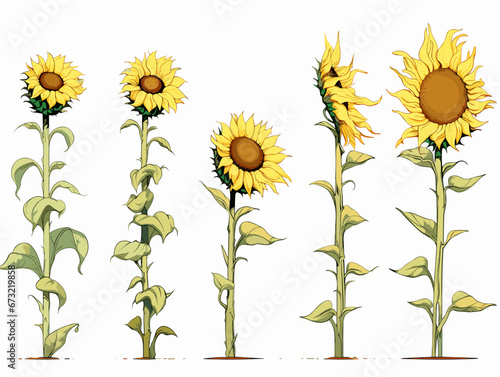 Drawing of Sunflowers - stages of growth illustration separated, sweeping overdrawn lines.