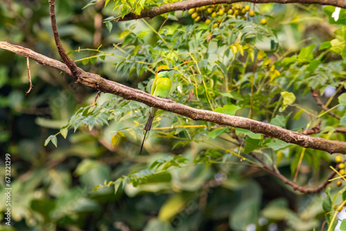 An Asian green bee-eater on a branch