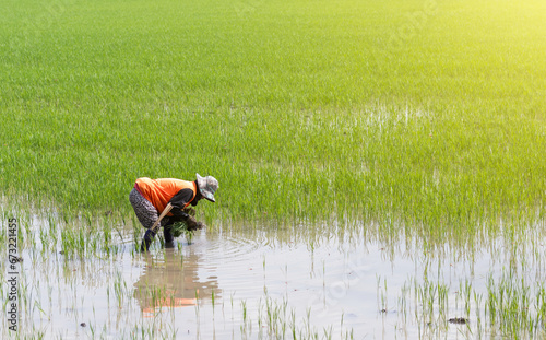 Farmers plant on organic rice fields by planting seedlings.