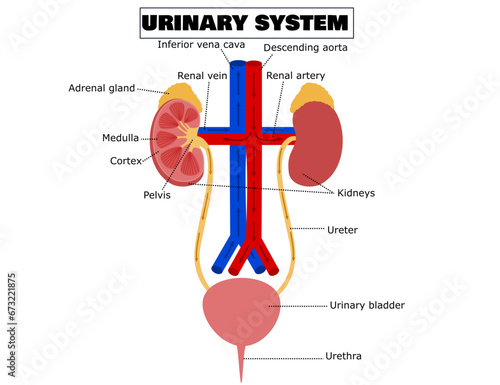 Anatomy of urinary system.Excretory system.Human body.Medical education.Infographic or diagram for science and biology.Anatomical and healthcare concept.Cartoon vector illustration.Flat design.