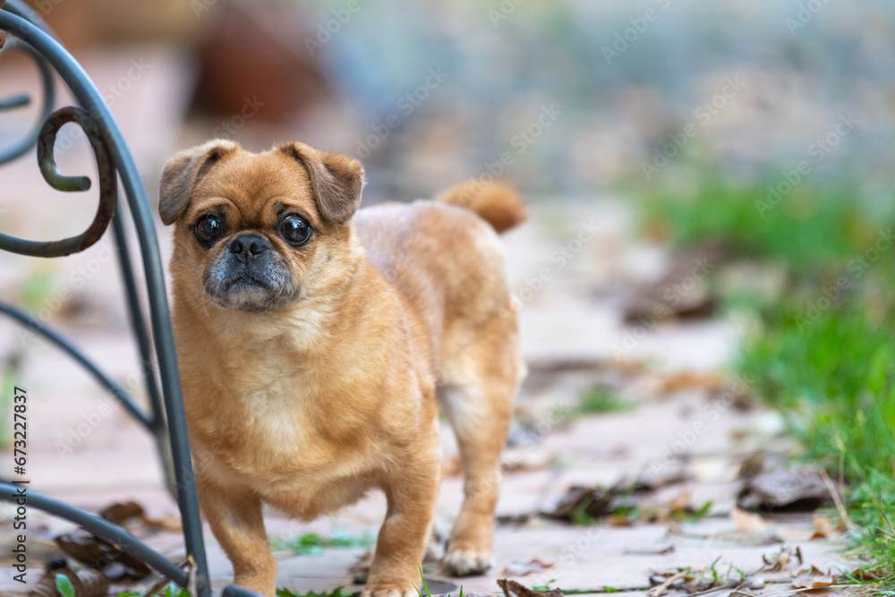 Obraz premium Eddie - tiny happy old dog adopted from the shelter.