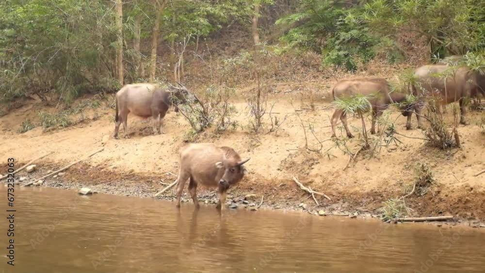 Herd of cows and buffaloes eating grass near river in tropical forest at countryside in Thailand Herd of cows and buffaloes eating grass near river in tropical forest at countryside in Thailand