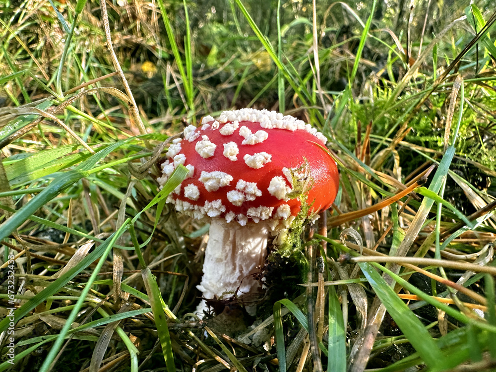 Fliegenpilz Fliegenpilz