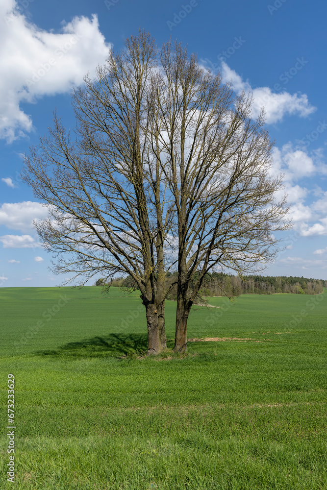 old tall maple in early spring without green foliage old tall maple in early spring without green foliage