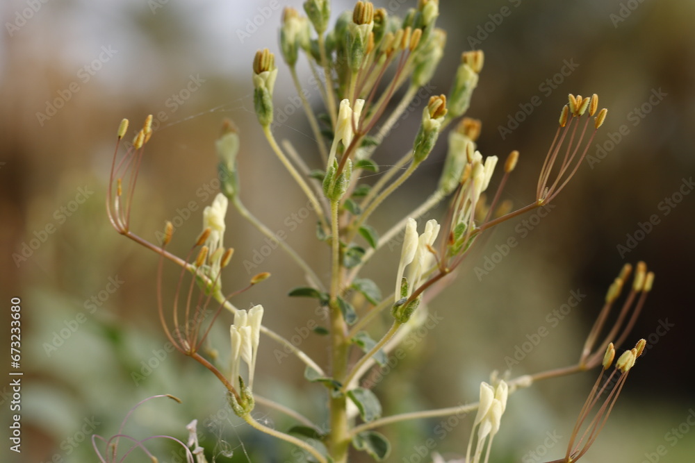 Fototapeta premium plant flower gynandropsis gynandra gynandropsis
