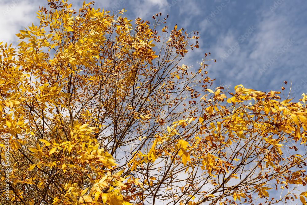 Fototapeta premium yellowing foliage on ash trees in autumn weather