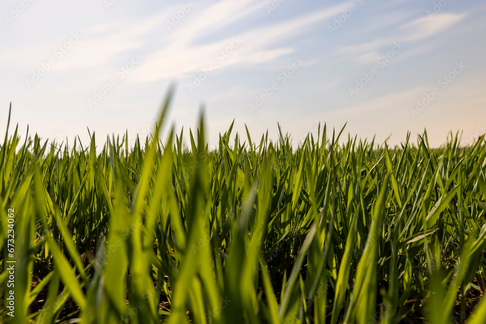 Fototapeta premium a new wheat crop in the spring season, new sprouts