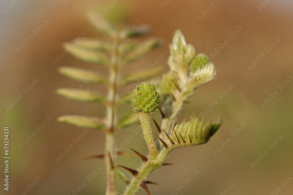 New leaves growing, close-up photography