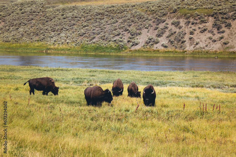Yellowstone Yellowstone