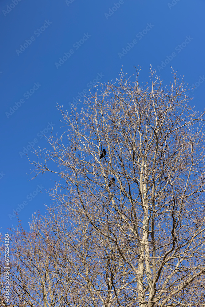 Bare trees in early spring in sunny clear weather Bare trees in early spring in sunny clear weather