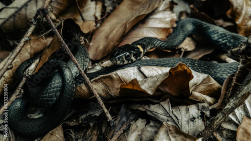 Grass snake in the Carpathian mountains