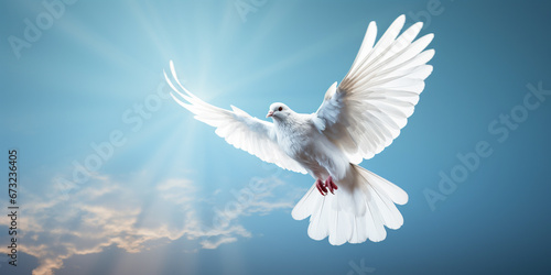 white dove on blue sky, peace concept