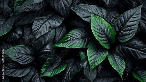 black and dark leaves - desktop wallpaper  screensaver