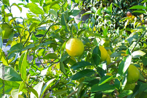 庭の木に実ったレモン
