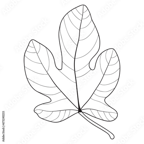 Fig leaf outline, botanical vector illustration. Coloring book page