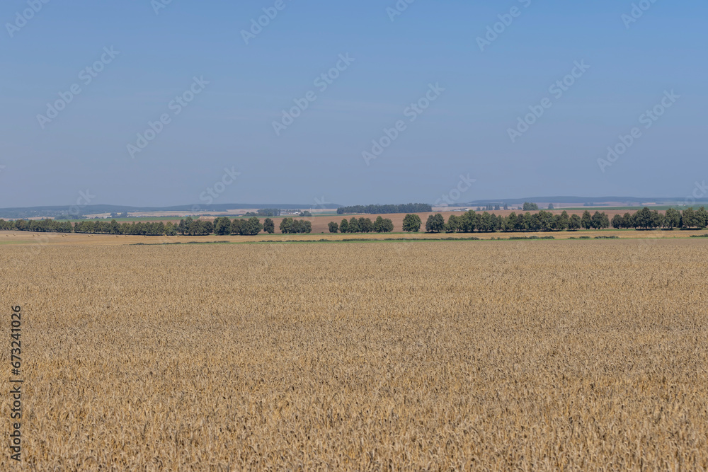 field with an expensive wheat harvest during harvest
